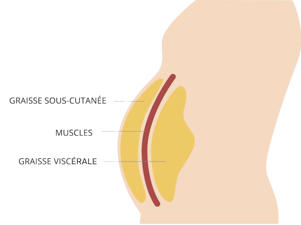 Illustration des types de graisses